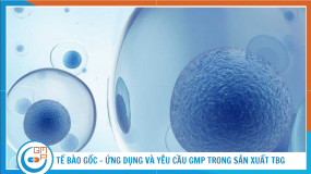 Tế bào gốc là gì? Ứng dụng và yêu cầu GMP trong sản xuất tế bào gốc
